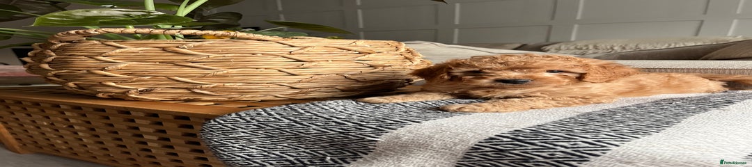 Cockapoo Puppy 1