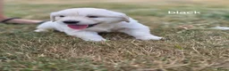 Golden Retriever dogs for sale: Gorgeous KC registered puppies for sale - Advert 6