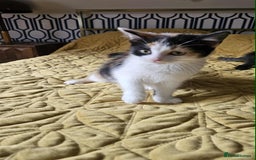 British Shorthair cats for sale: PURE BSH KITTENS READY NOW! - Image 23