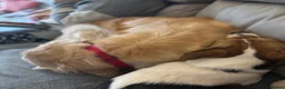 Jack Russell dogs for sale: 2 year old Cindy is looking for her forever home in Preston - Advert 8