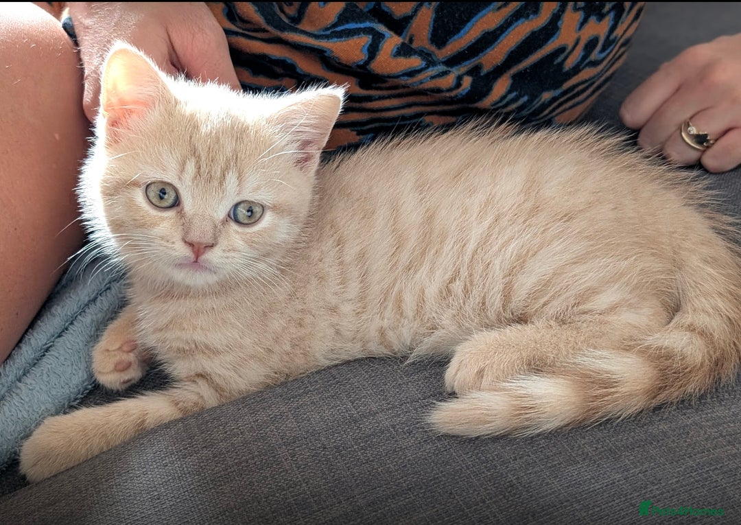 British Shorthair cats for sale: 3 beautiful pedigree British shorthair boys.  - Image 17