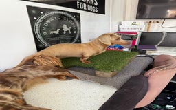 Miniature Dachshund dogs for sale: quality minature dachshunds (ready 14th october) - Image 21