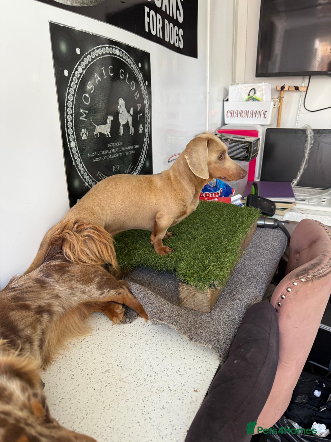 Miniature Dachshund dogs for sale: quality minature dachshunds (ready 14th october) - Image 21