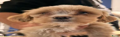 Biscuit