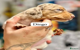 Miniature Dachshund dogs for sale: EXCEPTIONAL QUALITY MINIATURE DACHSHUND PUPPIES.  - Advert 12