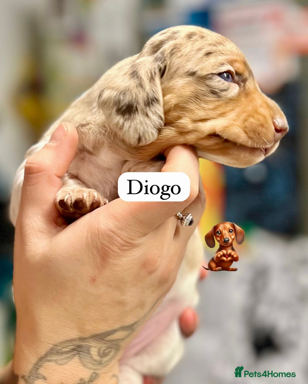 Miniature Dachshund dogs for sale: EXCEPTIONAL QUALITY MINIATURE DACHSHUND PUPPIES.  - Advert 12