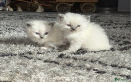 Ragdoll cats for sale: Beautiful ragdoll kittens  - Advert 6