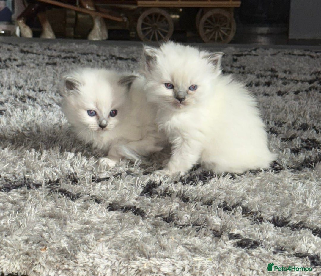 Ragdoll cats for sale: Beautiful ragdoll kittens  - Advert 6
