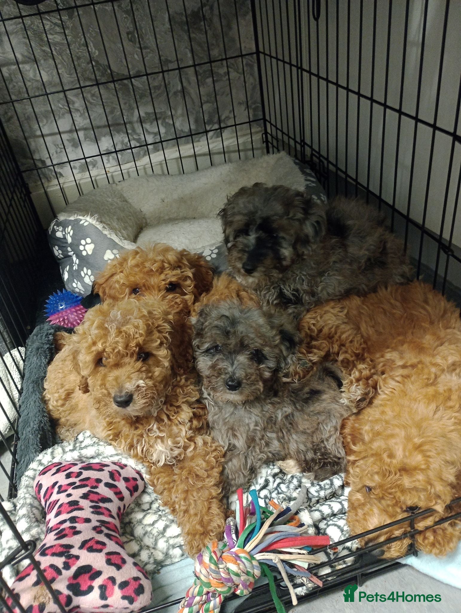 Mixed Breed dogs 🐕🌹 4 beautiful miniature poodle .🌹🐕 - Advert 1