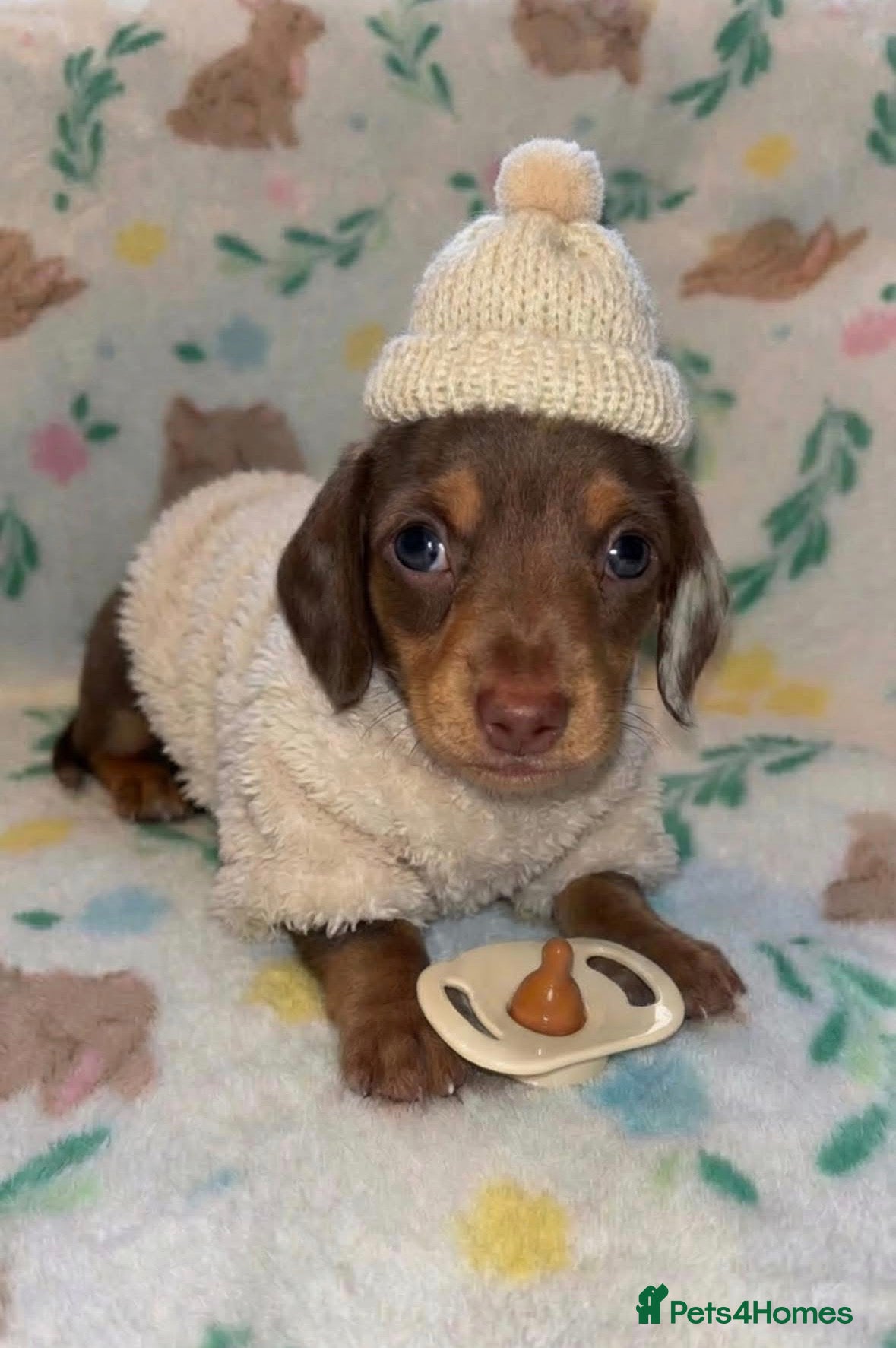 Miniature Dachshund dogs Dreamy miniature dachshunds  - Advert 9