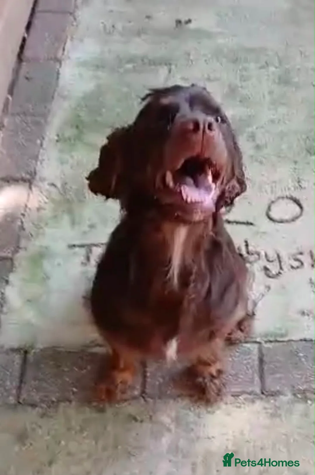 Cocker Spaniel dogs for sale: 2 year old boy cocker spaniel  - Advert 2
