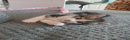 Mixed Breed cats for sale: 4 beautiful kittens ready to reserved  - Advert 30