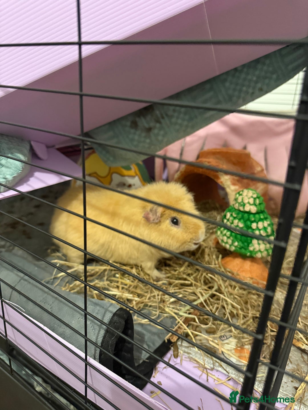 Guinea Pig rodents for sale: Adult boar needing home - Image 2