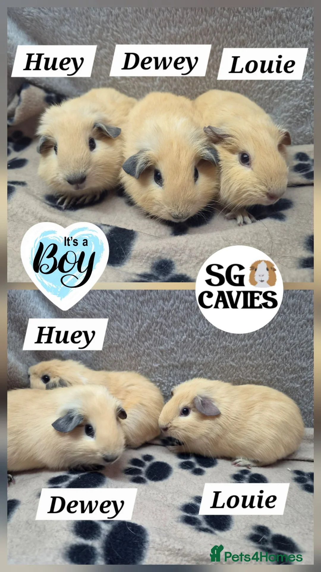 Guinea Pig rodents for sale: HOMES NEEDED  Beautiful baby guinea pigs for sale  - Advert 2