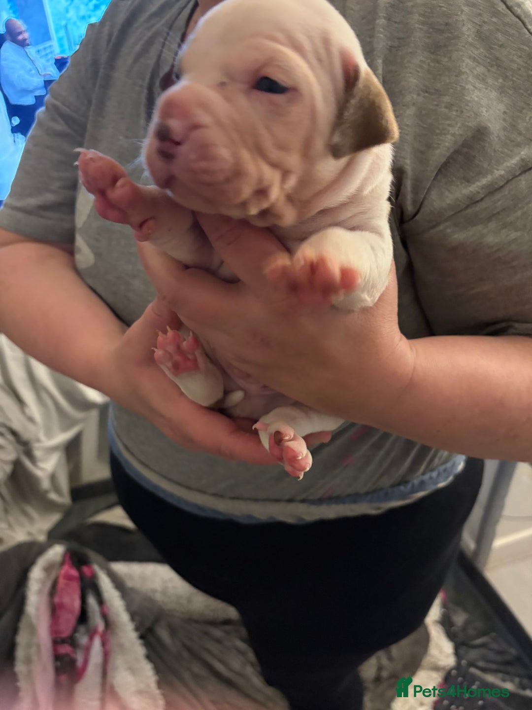 Mixed Breed dogs for sale: Staffie puppy’s  - Advert 7