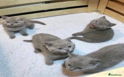 British Shorthair cats for stud: Lilac British Shorthair Stud service only in Huddersfield - Image 18
