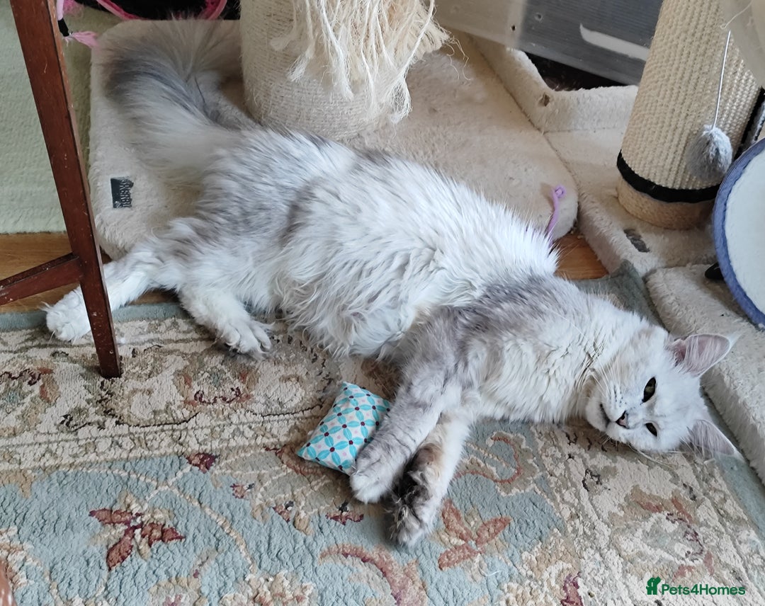 Maine Coon cats for sale: Beautiful NEUTERED girl XXL - Image 8