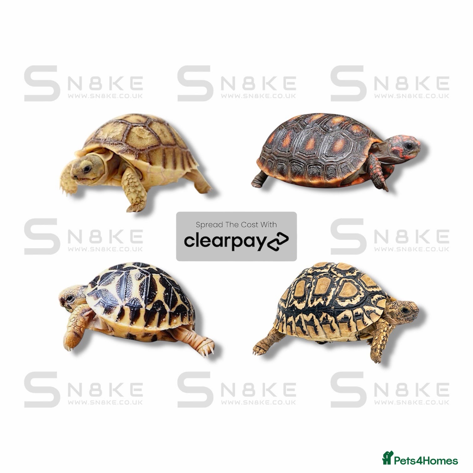 Tortoise reptiles TORTOISE BABYS - Advert 10