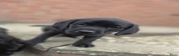 Labrador Retriever dogs for sale: *1 Girl left*Ready to Leave* KC Mam & Dad at home - Advert 13