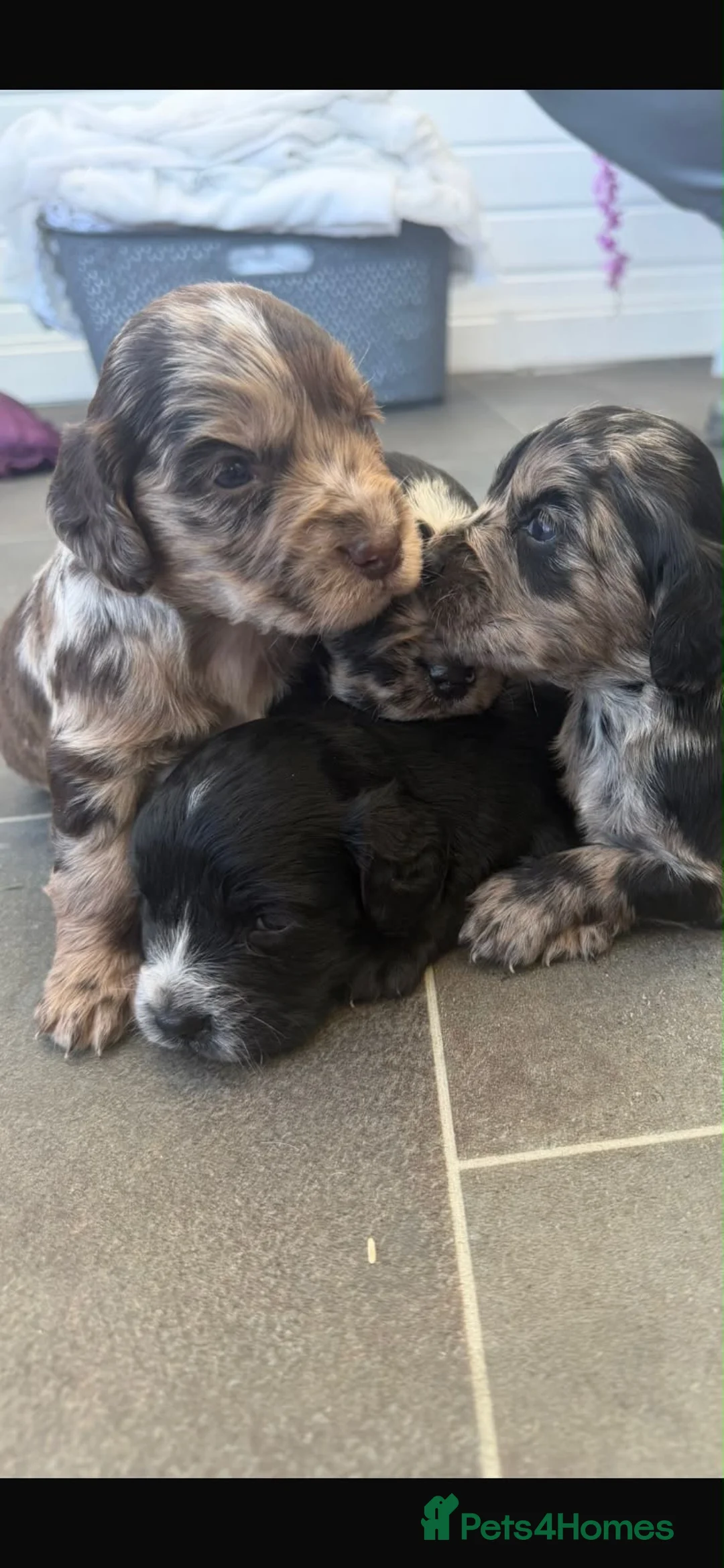 Cocker Spaniel dogs for sale: Cocker spaniel puppies  - Advert 1