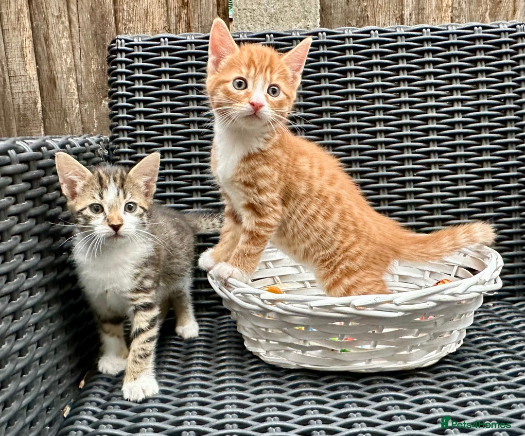 Mixed Breed cats for sale: Ginger Kittens from half Siamese mum - Image 13
