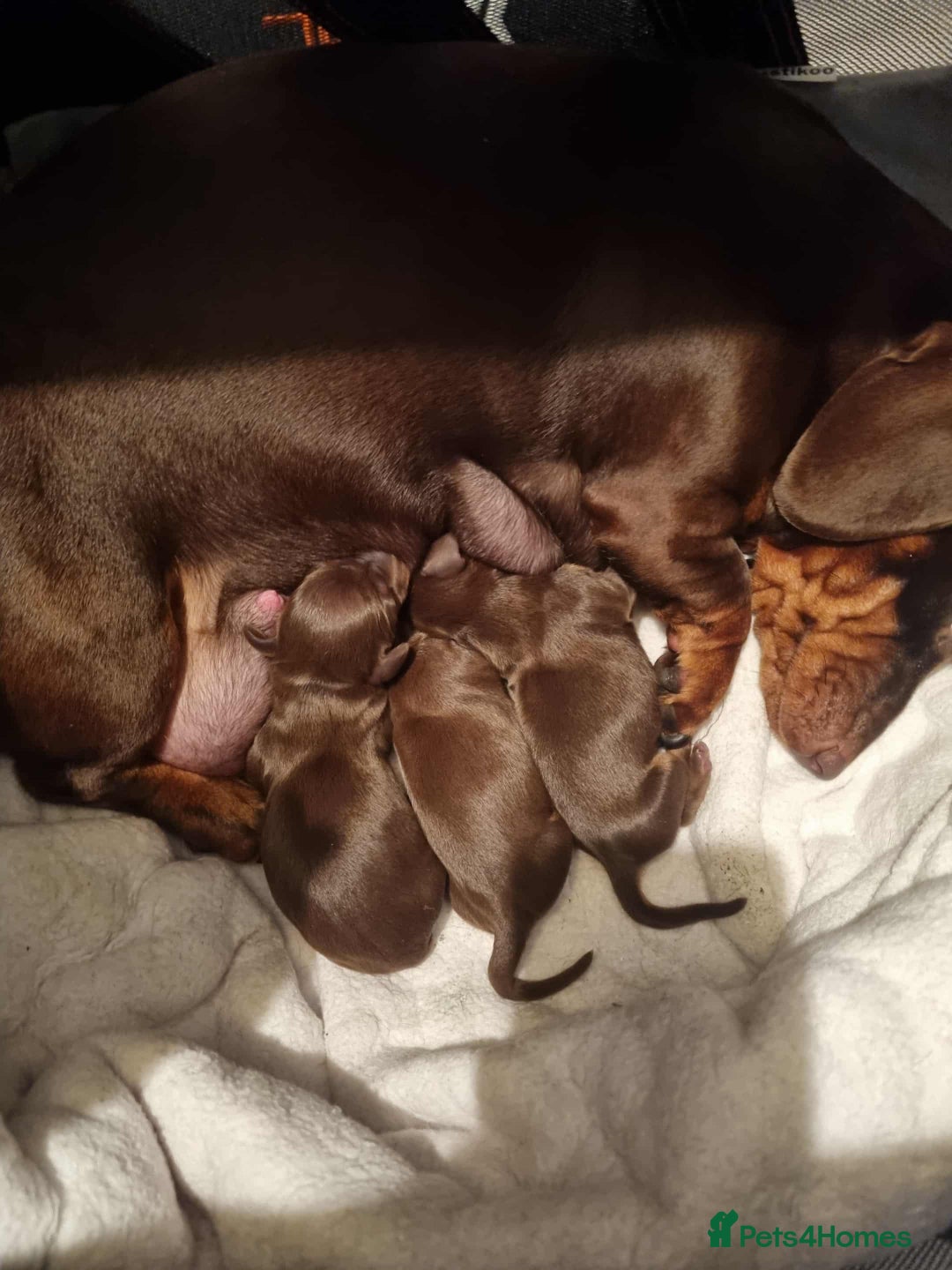 Miniature Dachshund dogs for sale: 2 x male miniature dachshunds   - Advert 4