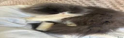 Persian cats for sale: GCCF Active Registered Persian - Advert 5