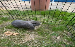 Mixed Breed rabbits for sale: Rabbit rescue  in Diss - Image 17