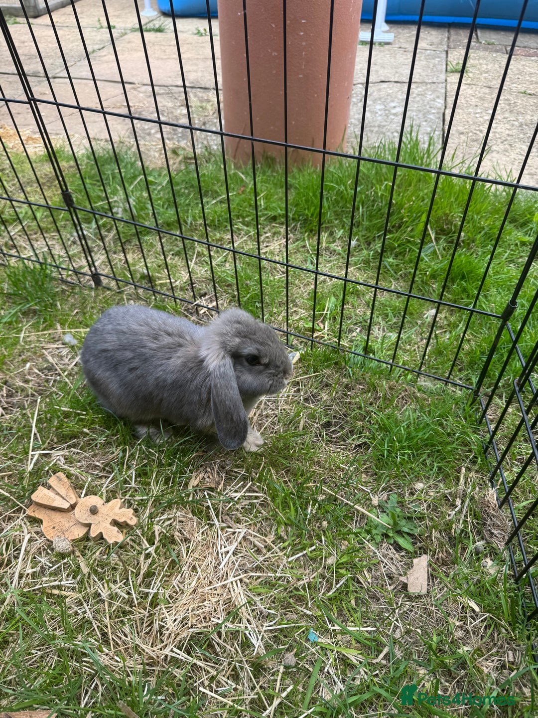 Mixed Breed rabbits for sale: Rabbit rescue  in Diss - Image 17