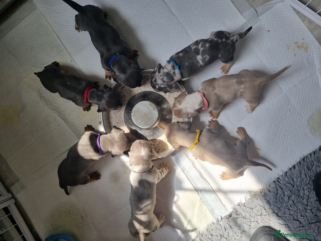 Dachshund dogs for stud: Kc Miniature smooth dacshund stud in Brierley Hill - Advert 8