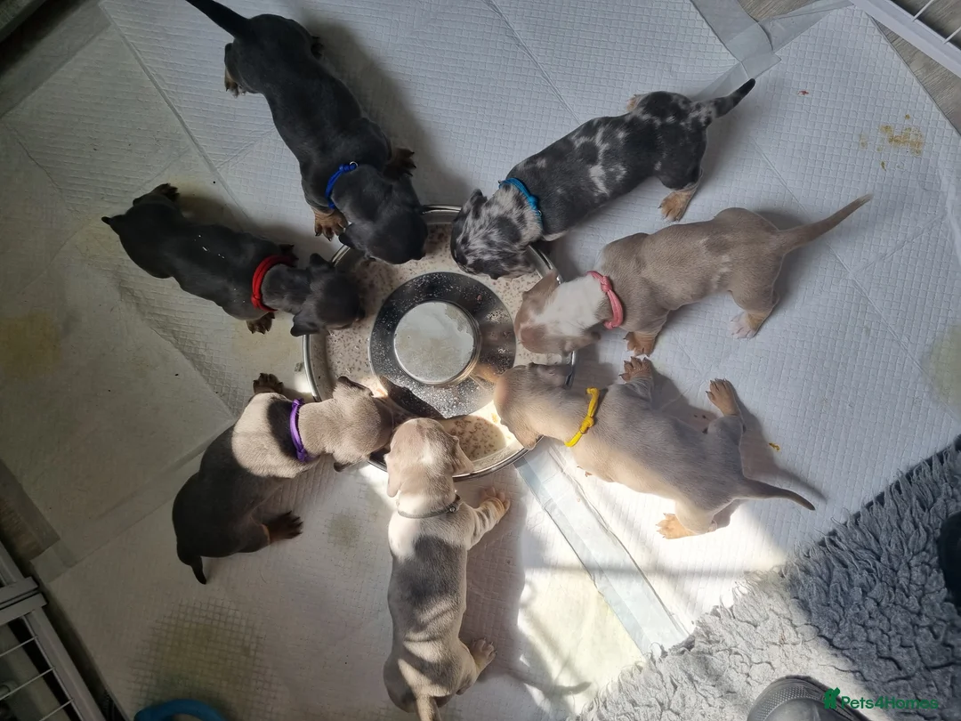 Dachshund dogs for stud: Kc Miniature smooth dacshund stud in Brierley Hill - Advert 8