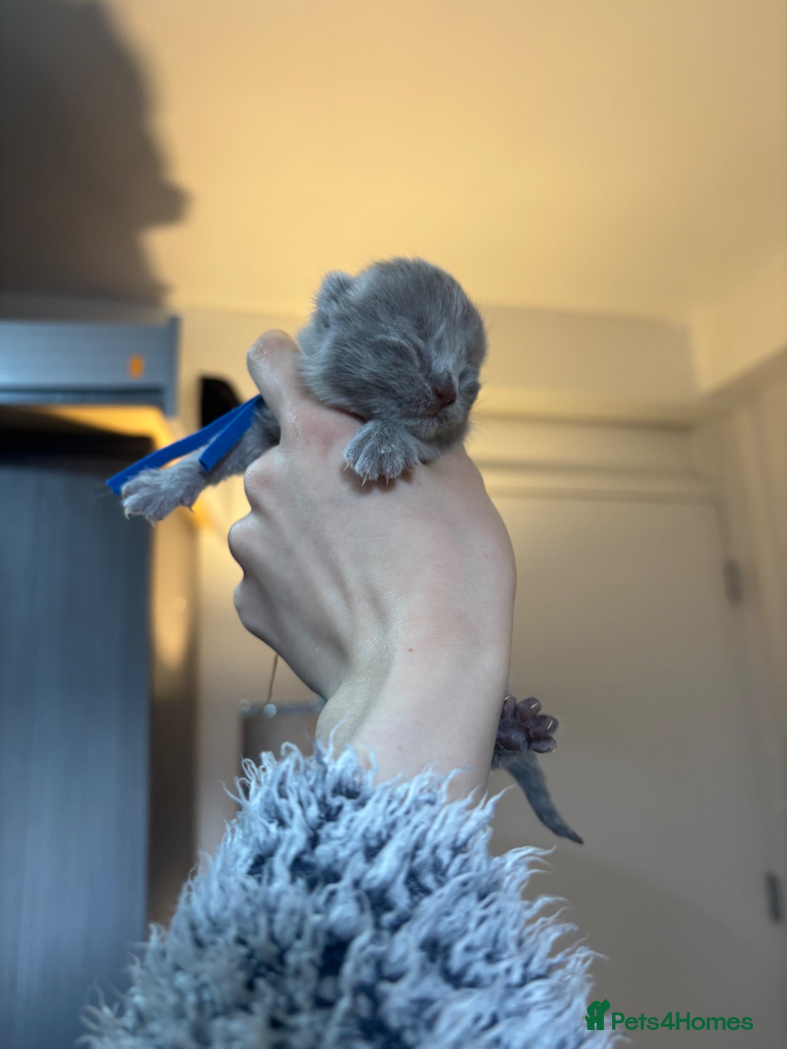 British Shorthair cats 🏆Exceptional Champion Line BSH Kittens🏆  - Advert 8