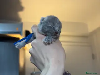 British Shorthair cats 🏆Exceptional Champion Line BSH Kittens🏆 - Advert 8