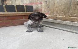 Mixed Breed dogs for sale: English springer spaniel X wire-haired pointer pup - Image 3