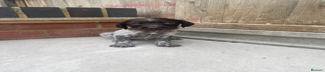 Mixed Breed Puppy 9