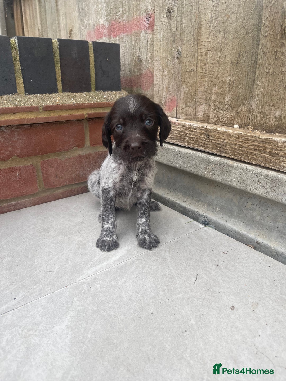 Mixed Breed dogs for sale: English springer spaniel X wire-haired pointer pup - Image 3