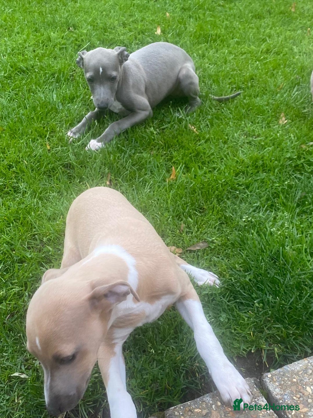 Italian Greyhound dogs for sale: Beautiful Italian greyhounds  - Image 6