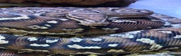 Python Snake reptiles for sale: Angolan python - mixed M/F pair - Advert 2