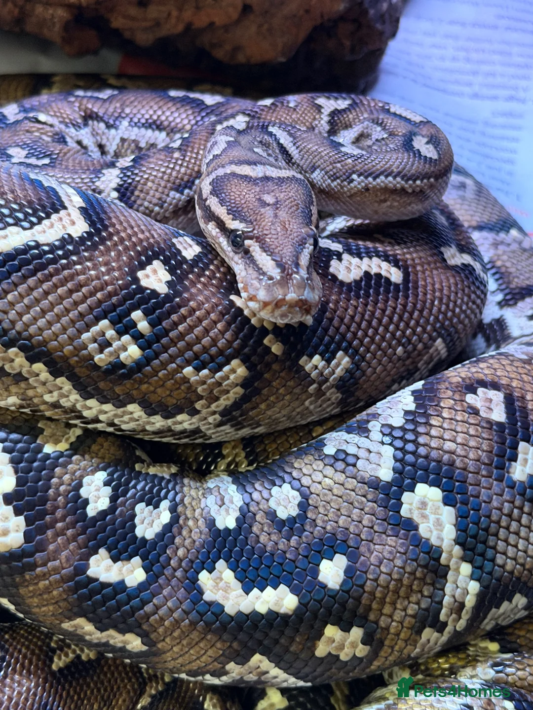 Python Snake reptiles for sale: Angolan python - mixed M/F pair - Advert 2