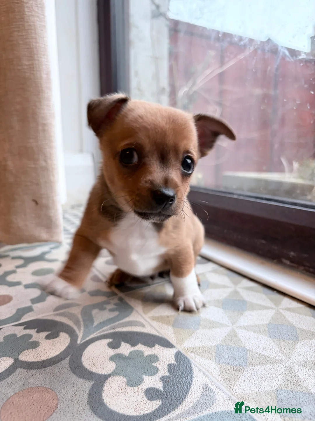 Mixed Breed dogs for sale: Chi-Jack-Weenie puppies - Advert 20