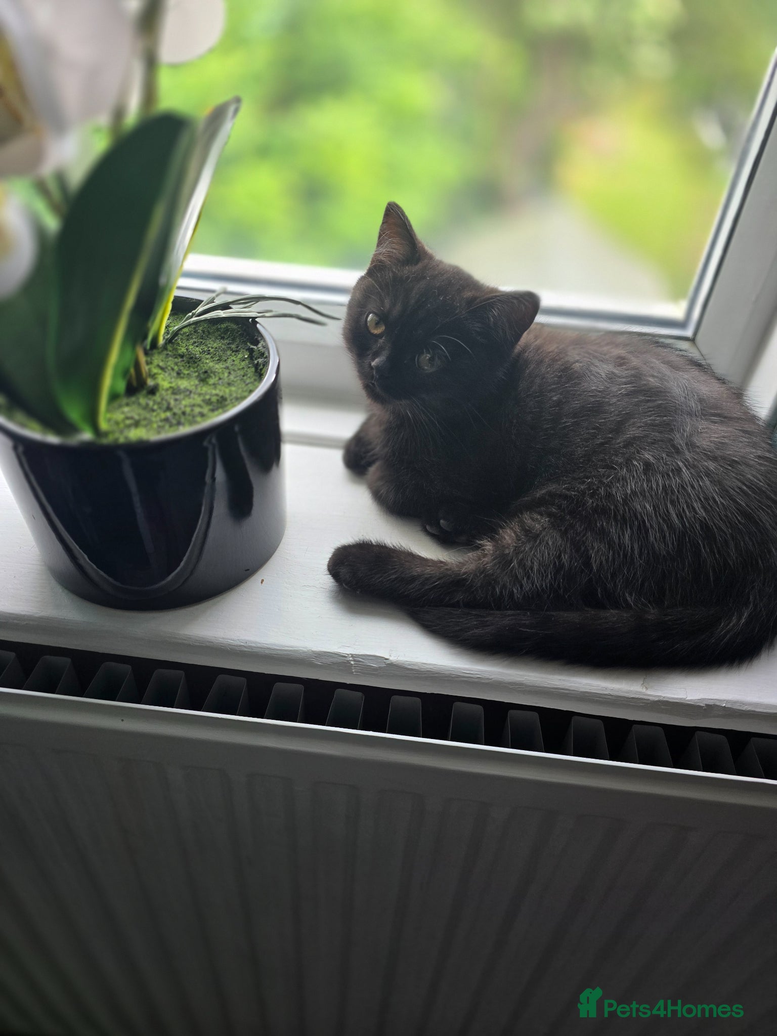 British Shorthair cats Last cute boy looking forever home 🏡 😍  - Advert 3