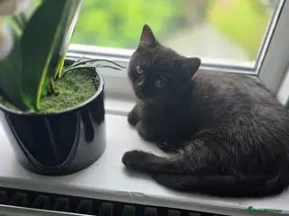 British Shorthair cats Last cute boy looking forever home 🏡 😍 - Advert 13