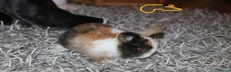 Mini Lop rabbits for sale: 5 Mini Lop x Mini Plush babies  - Advert 26