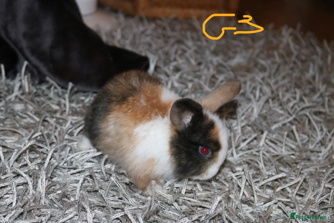 Mini Lop rabbits for sale: 5 Mini Lop x Mini Plush babies  - Advert 26