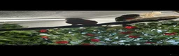 Conures birds for sale: Conure pair proven 2022 - Advert 5