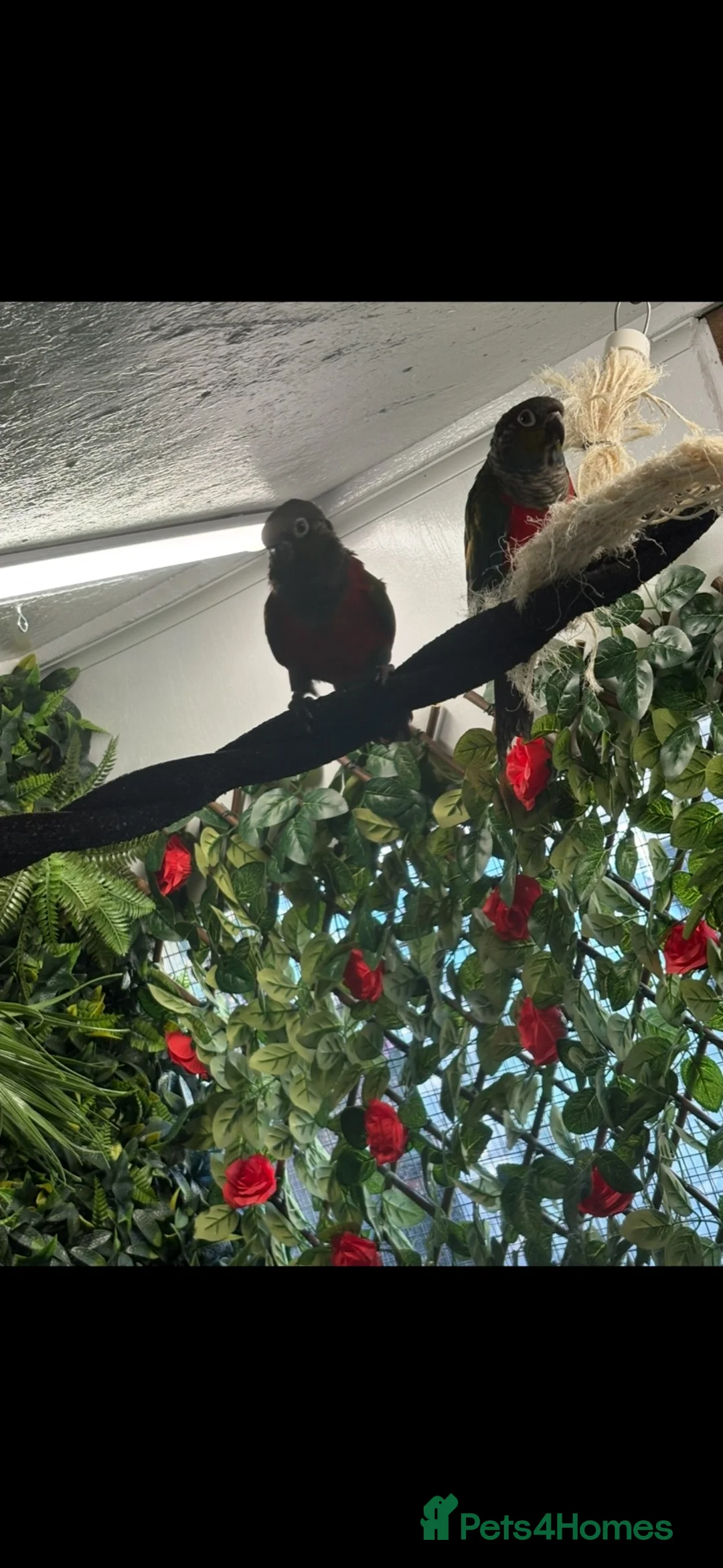 Conures birds for sale: Conure pair proven 2022 - Advert 5