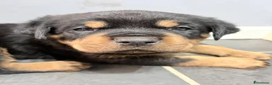 Rottweiler Puppy 4