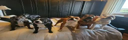Staffordshire Bull Terrier dogs for sale: KC Registered last white female - Advert 13