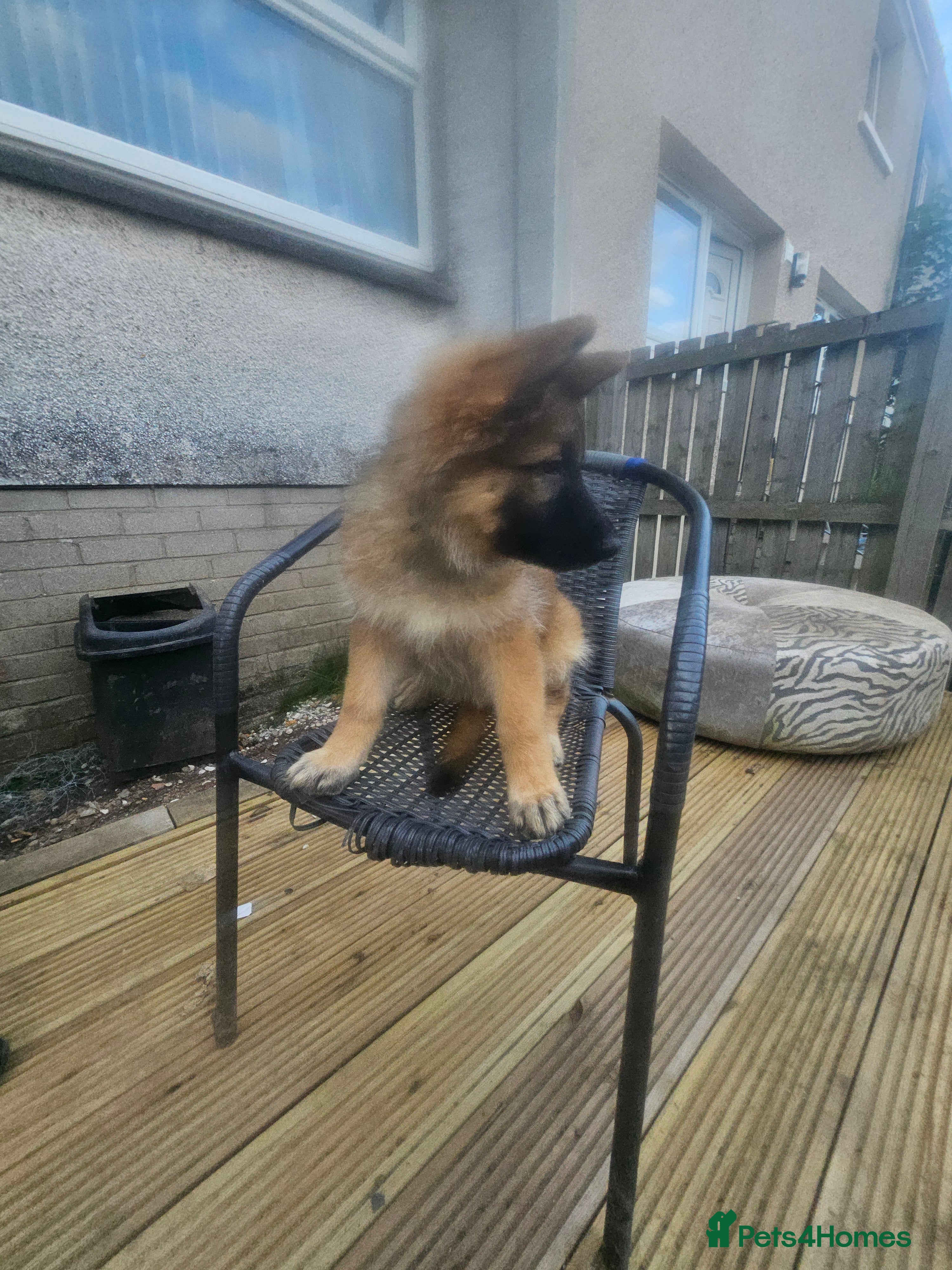 German Shepherd dogs Long haired German shepherd pups  - Advert 2