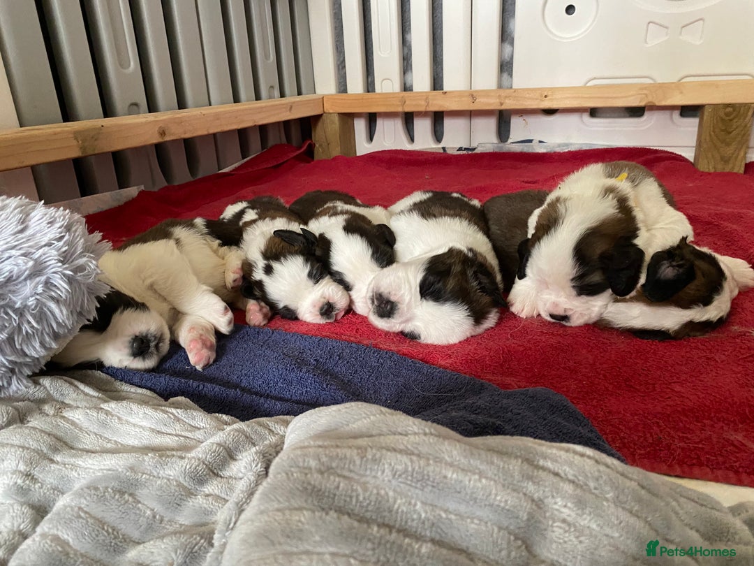 Saint Bernard dogs for sale: Gorgeous Saint Bernard puppies looking for homes - Image 9